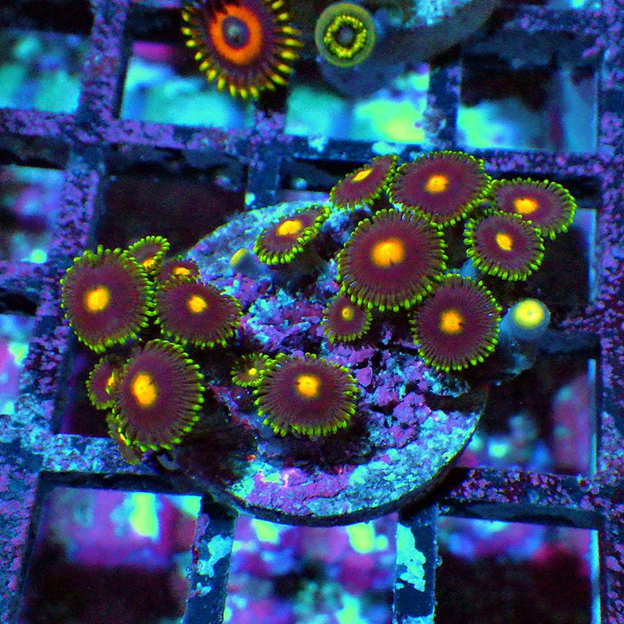 Ultra Zoas Frag 0041