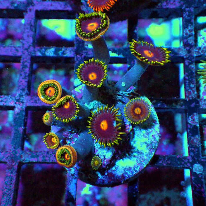 Ultra Zoas Frag 0044