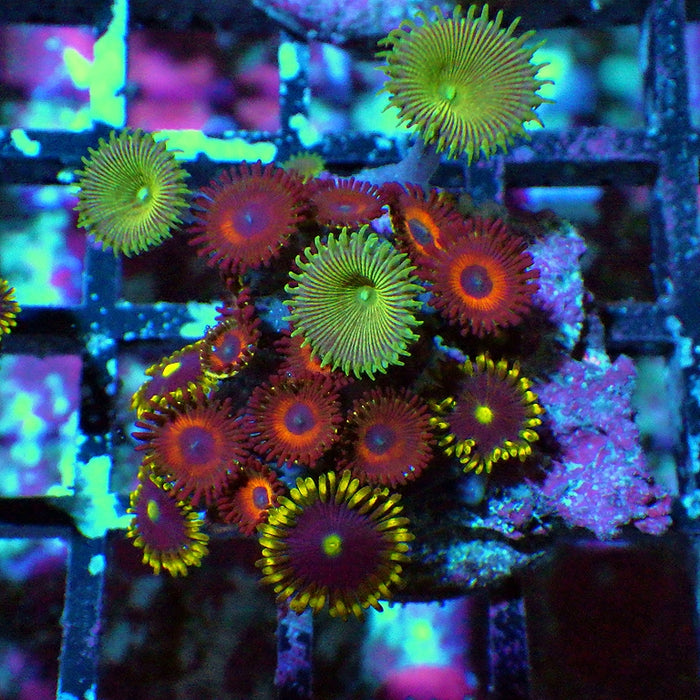 Ultra Zoas Frag 0045