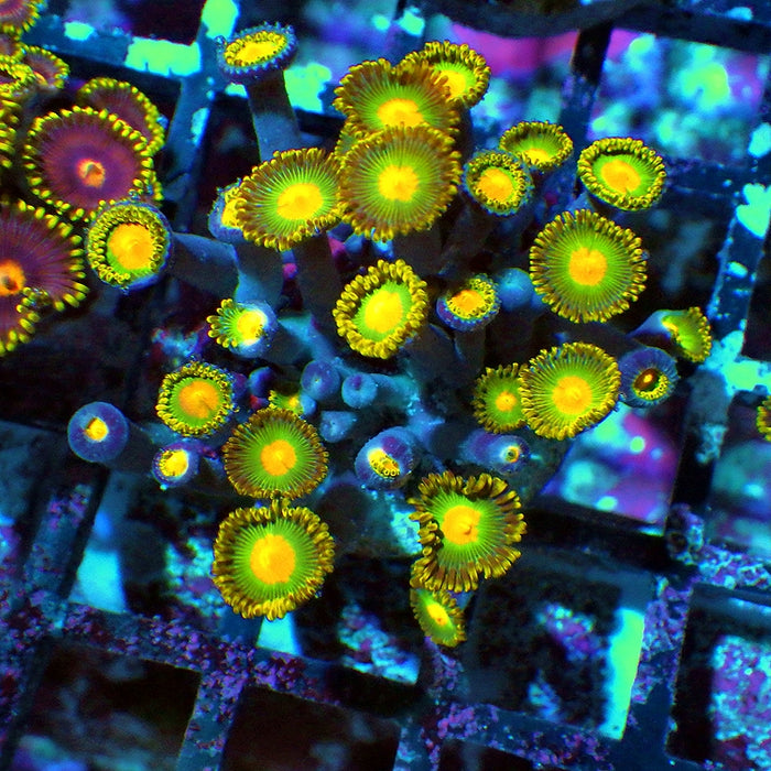 Ultra Zoas Frag 0047