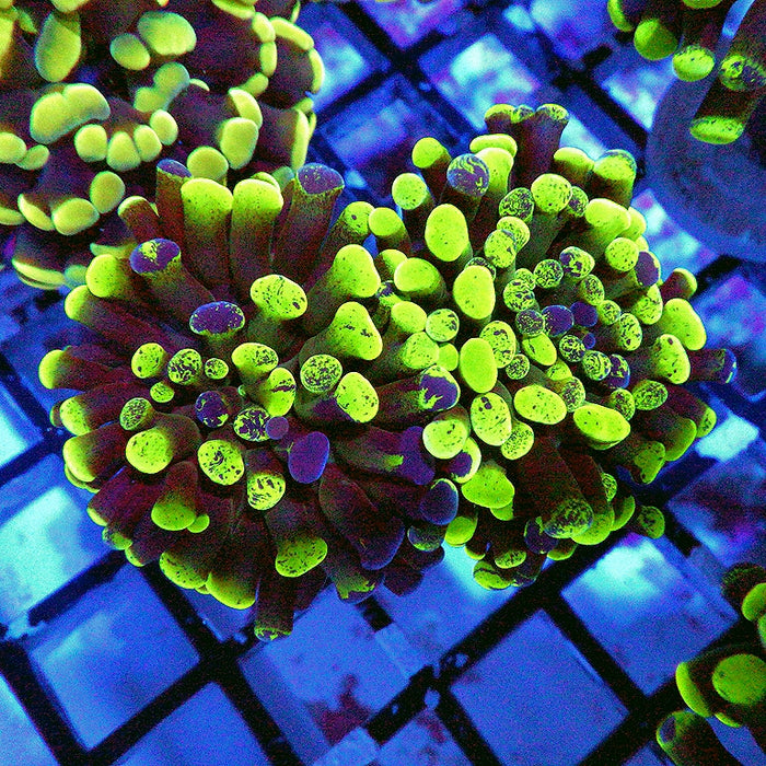 Euphyllia Green Branched Hammer