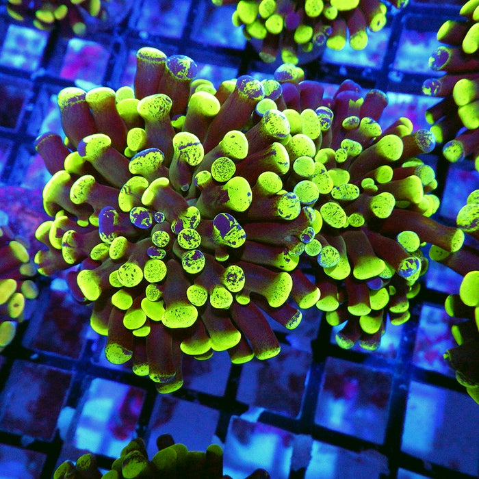 Euphyllia Green Branched Hammer