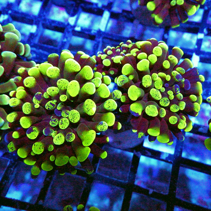 Euphyllia Green Branched Hammer