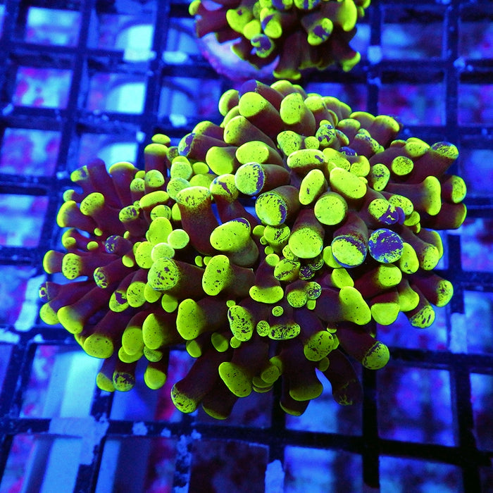 Euphyllia Green Branched Hammer