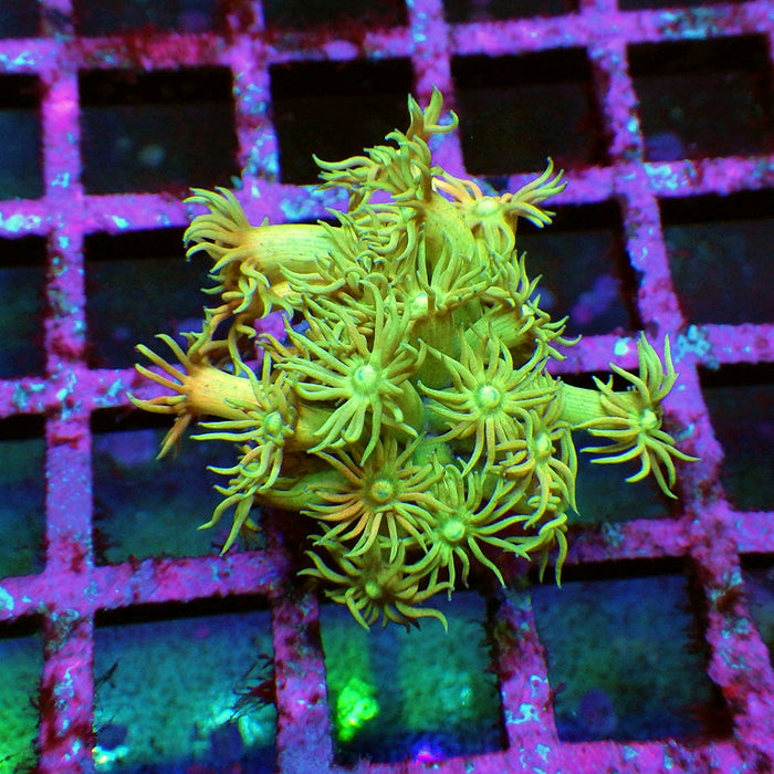 Goniopora Ultra