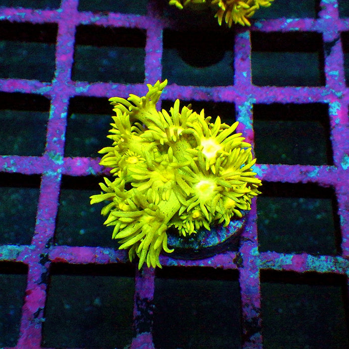 Goniopora Ultra
