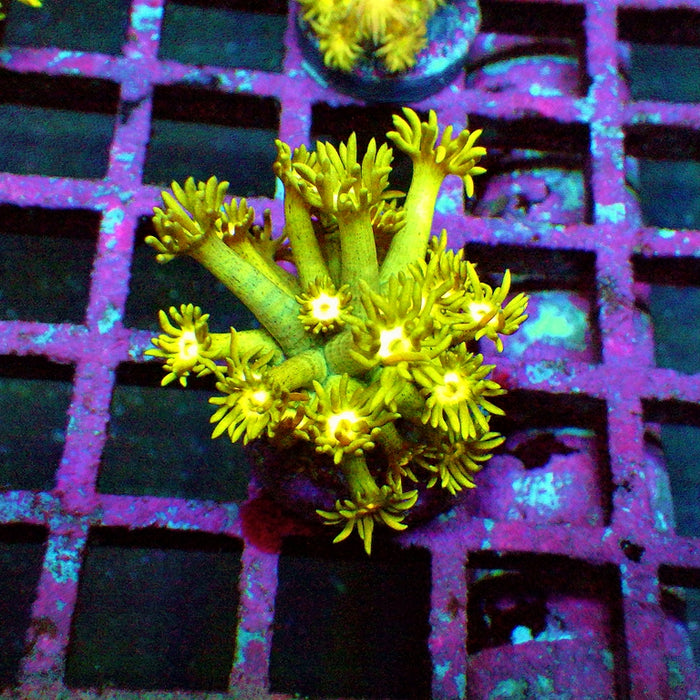 Goniopora Ultra
