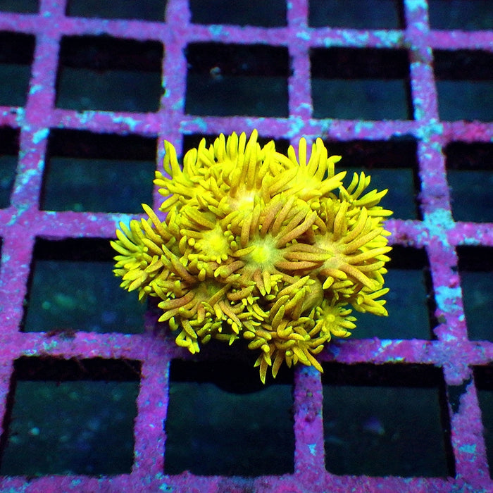Goniopora Ultra