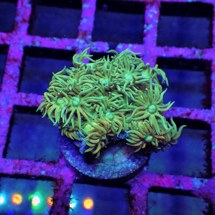 Goniopora
