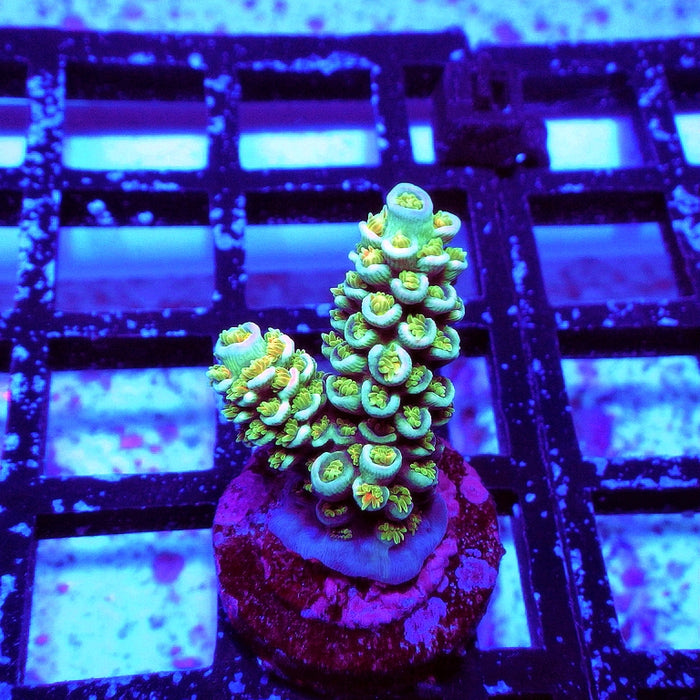 REx Green Orange Fuzzy Tenuis Acro