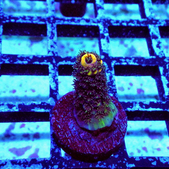 REx Vibrant Fuzzy Sheen Acro