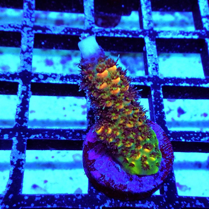 REx Vibrant Fuzzy Sheen Acro
