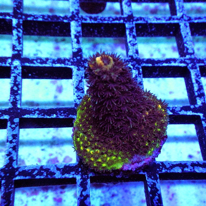 REx Vibrant Fuzzy Sheen Acro