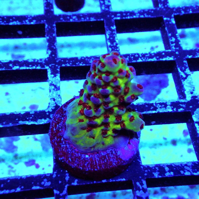 Acro Frag Aquaculture