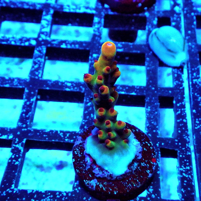 REx Tree Life Acro