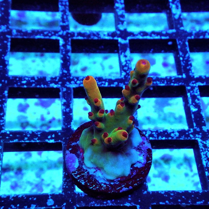 REx Tree Life Acro