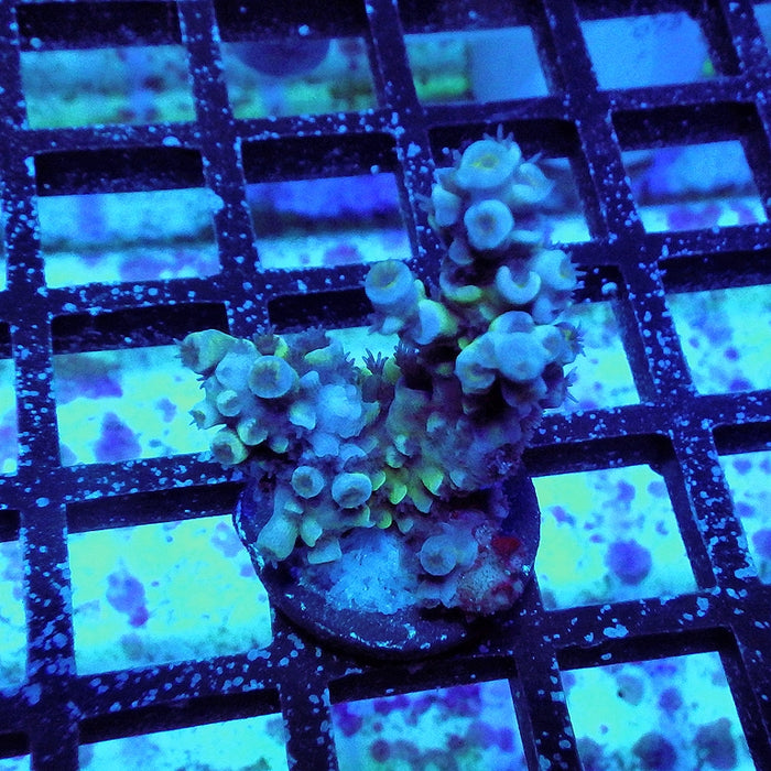 Tenuis Blue Acro