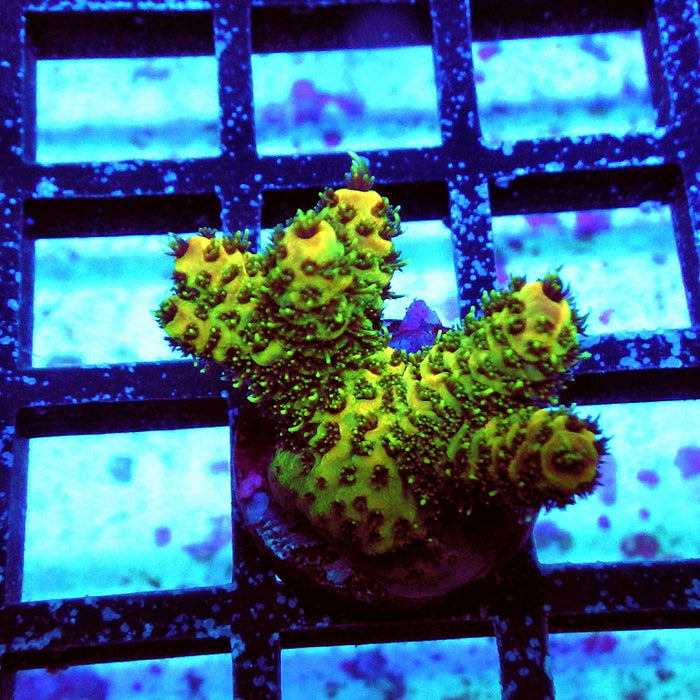 Acro Frag Aquaculture