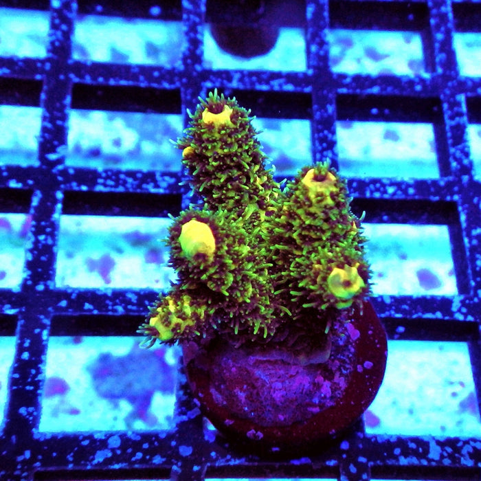 Acro Frag Aquaculture