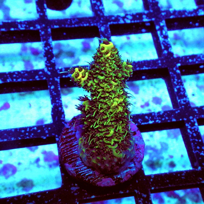 Acro Frag Aquaculture