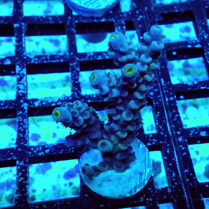 Tenuis Blue Acro