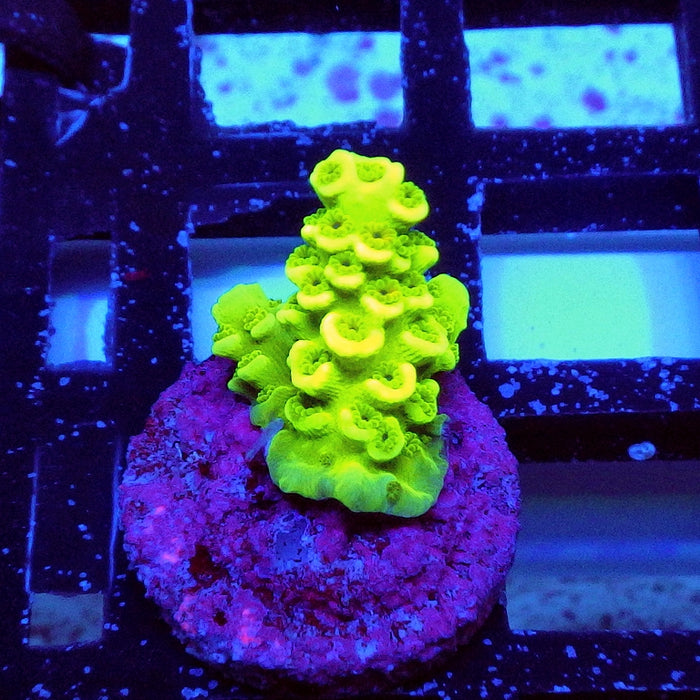 Acro Frag Aquaculture