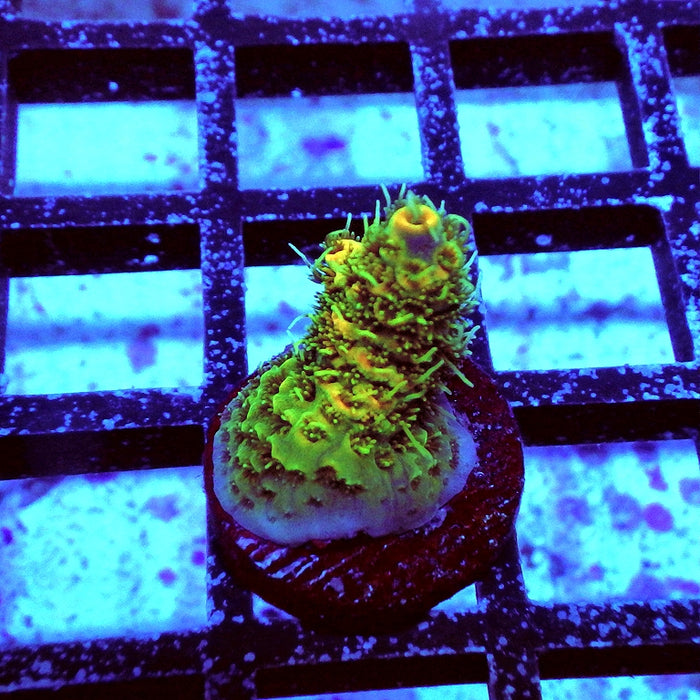Acro Frag Aquaculture