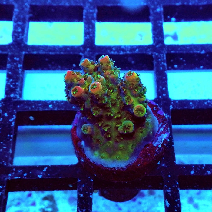 REx Rainbow Crazy Firework Acro