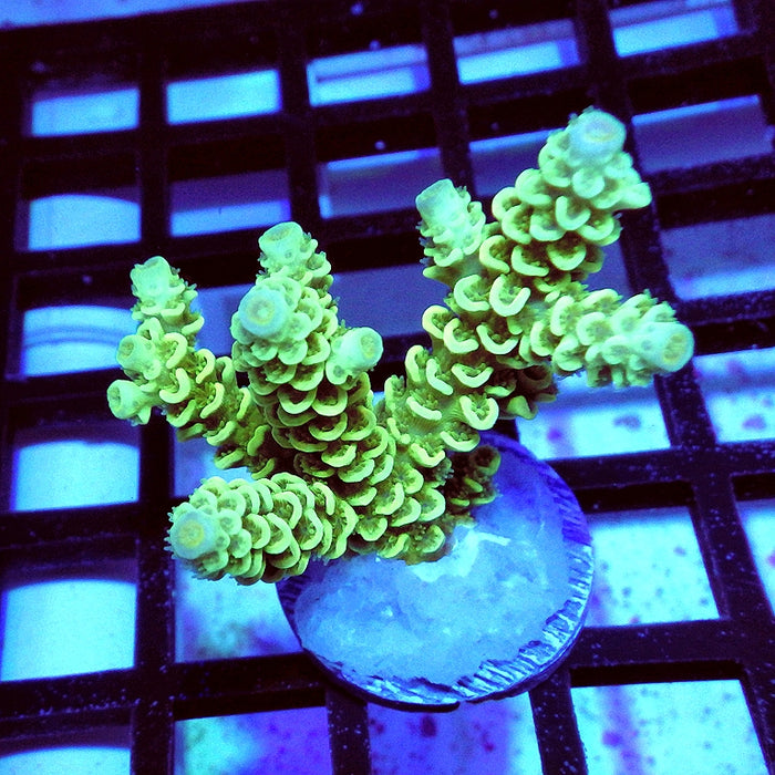 Tenuis Bright Green
