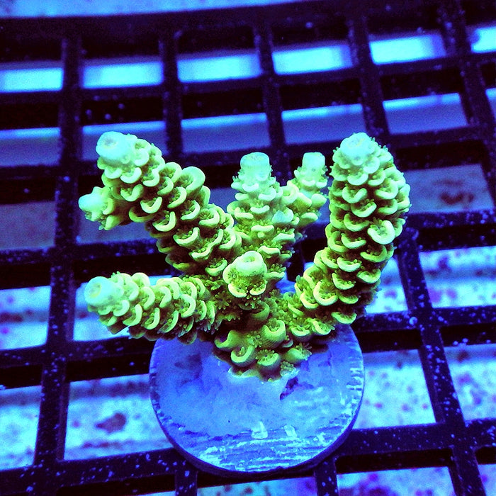 Tenuis Bright Green