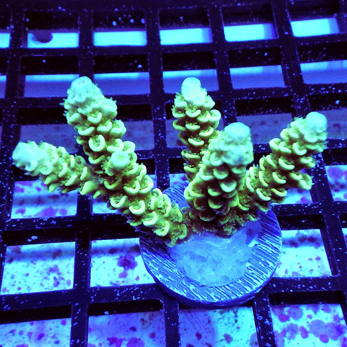 Tenuis Bright Green