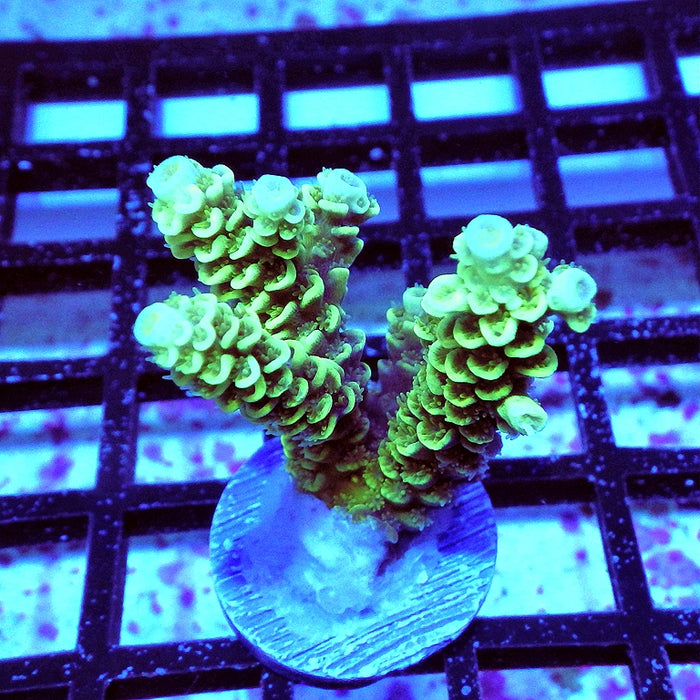 Tenuis Bright Green