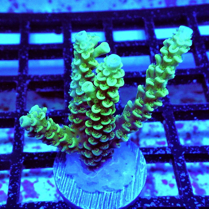 Tenuis Bright Green