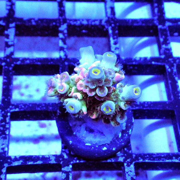 Tenuis Blue-Green Pink Scale