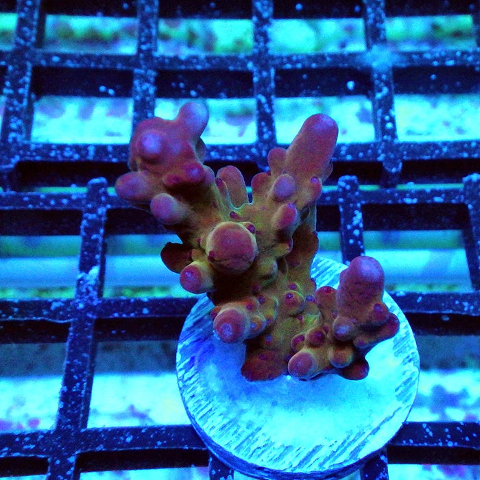 Red Granulosa Ultra