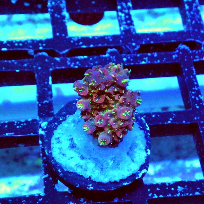 Millepora Pink Purple Green Polyp Premium