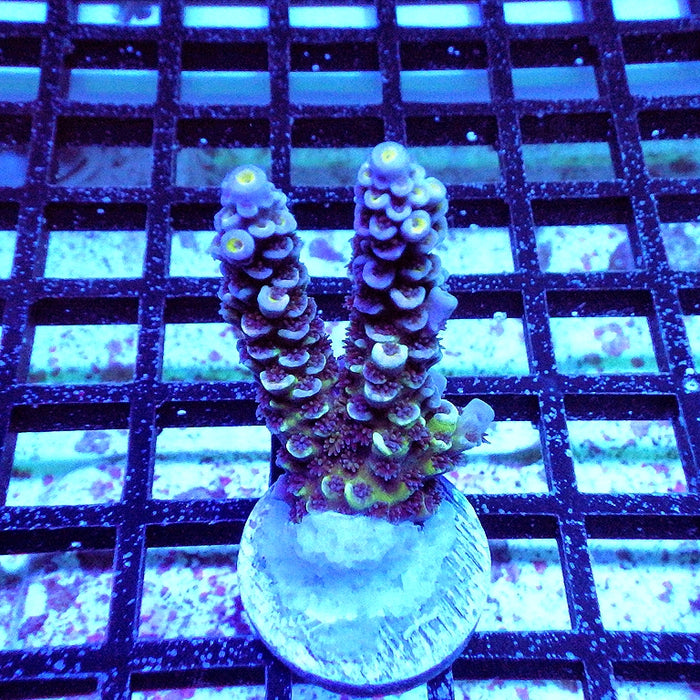 Tenuis Blue