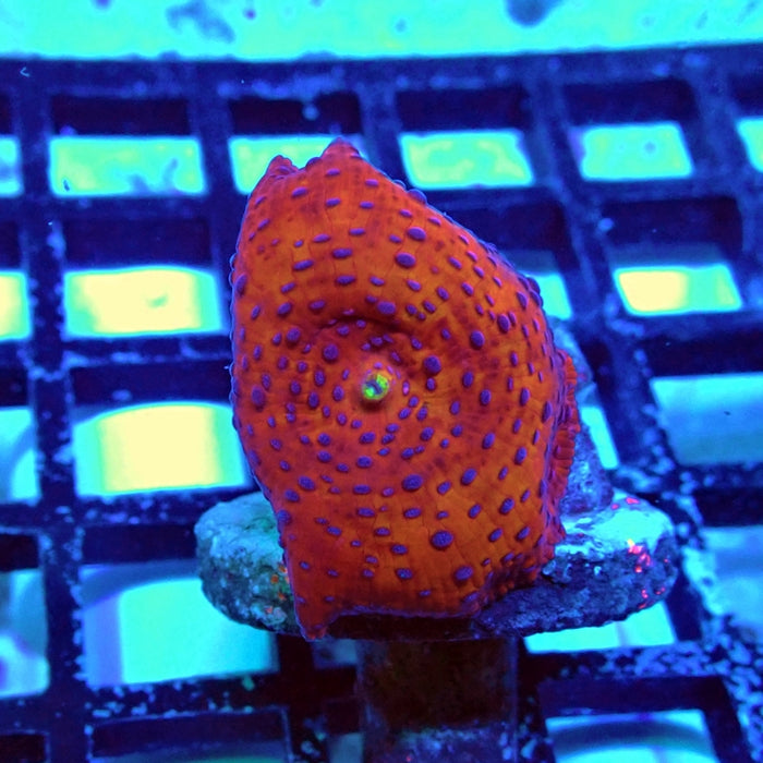 Red Blue Spot Discosoma