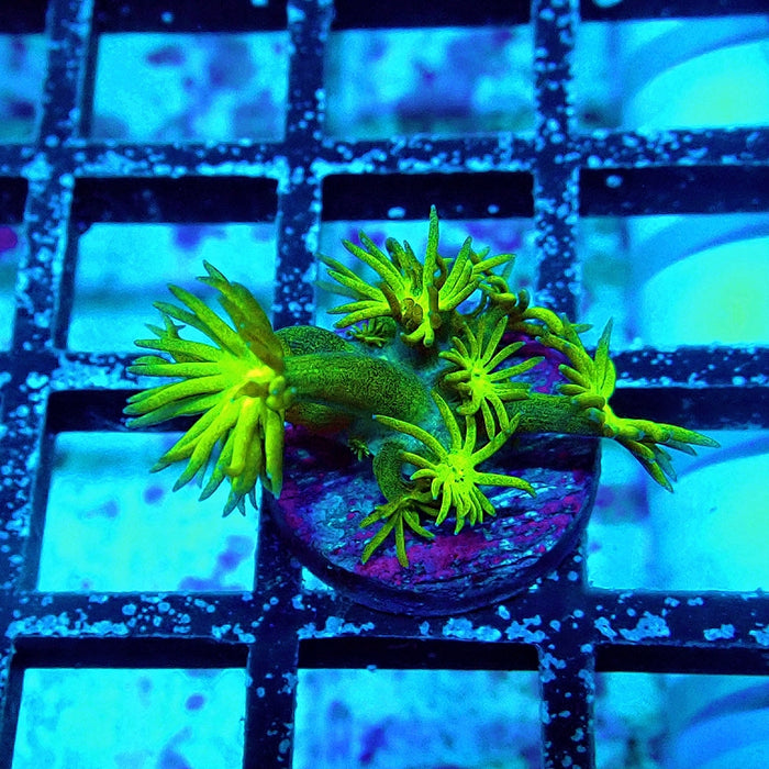 Goniopora