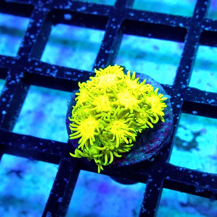Goniopora Ultra