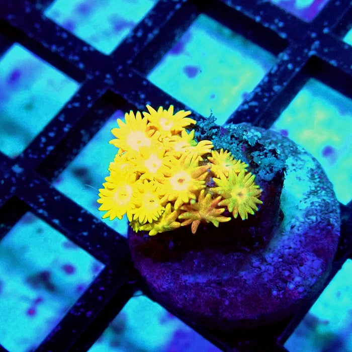 Goniopora Ultra