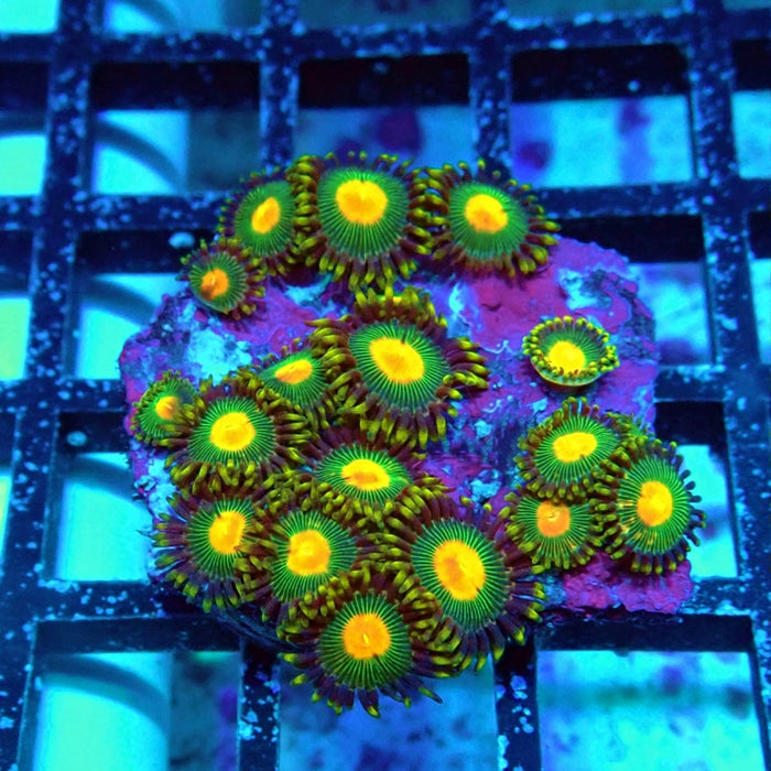 Ultra Zoas Frag