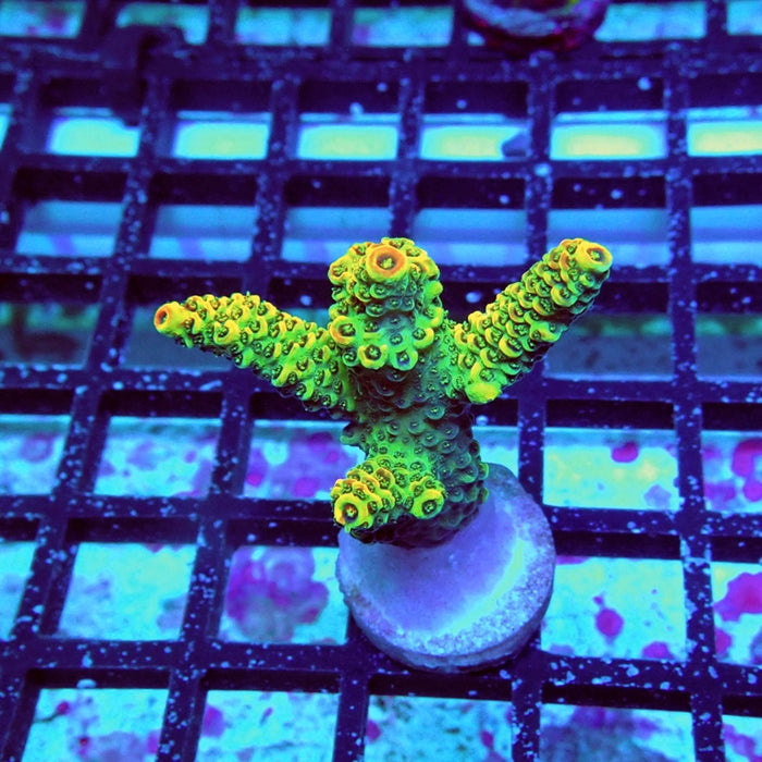 Acro Frag Aquaculture