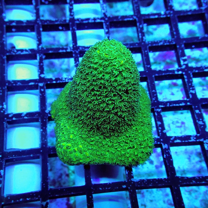 Acro Frag Aquaculture