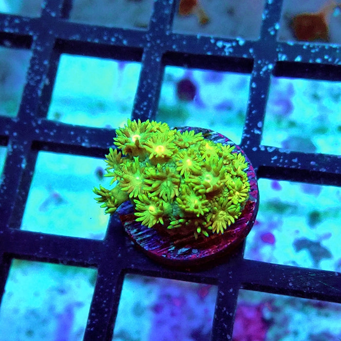 Goniopora Ultra