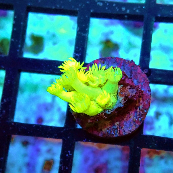 Goniopora Ultra
