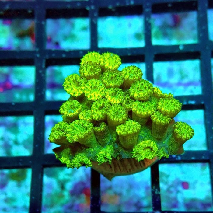 Goniopora Neon Green