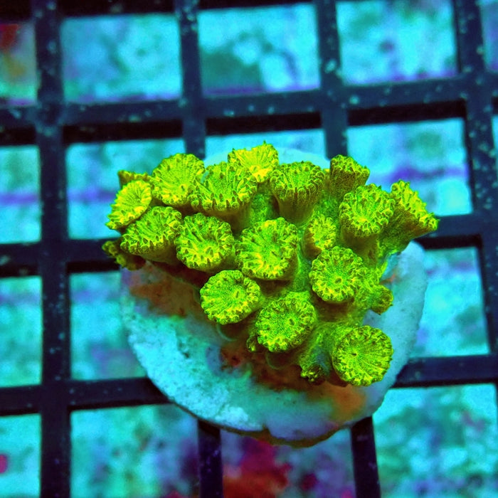 Goniopora Neon Green