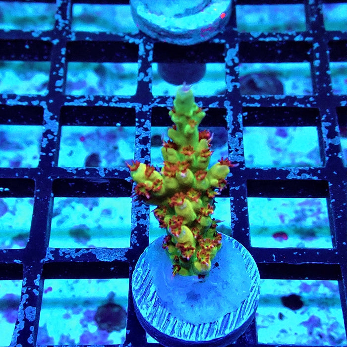 REx Fuzzy Tricolor Acro