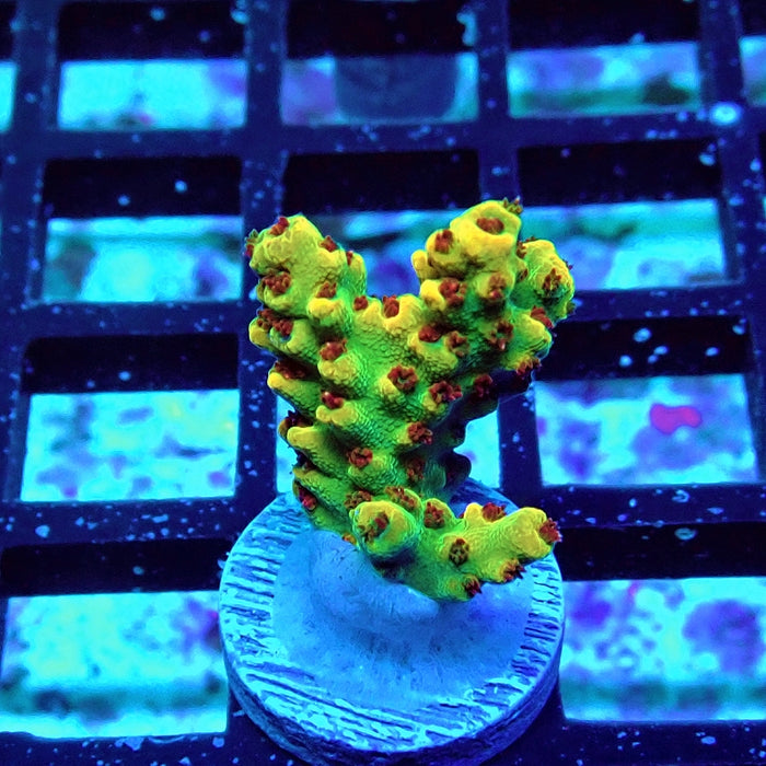 REx Dreamer Acro